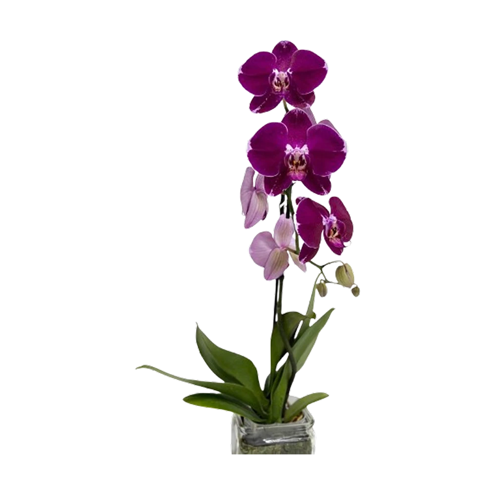 Lavender Luxe — product photo